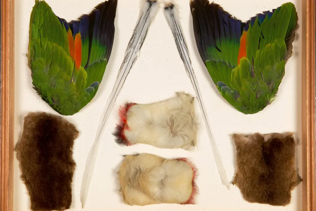 Mid-1900s specimens