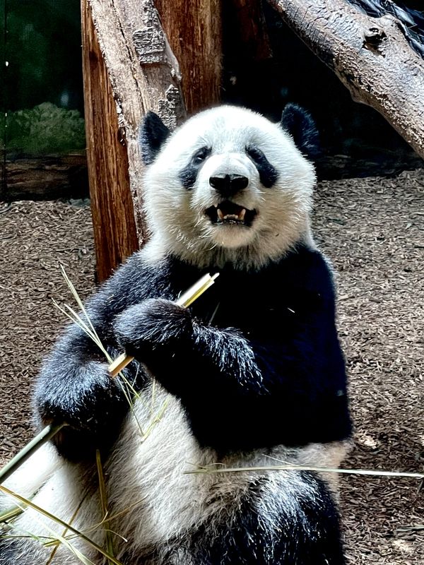 Happy panda thumbnail