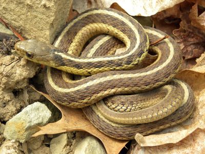 Eastern garter snakes in the study stuck to their cliques and had a range of bold and shy personalities 