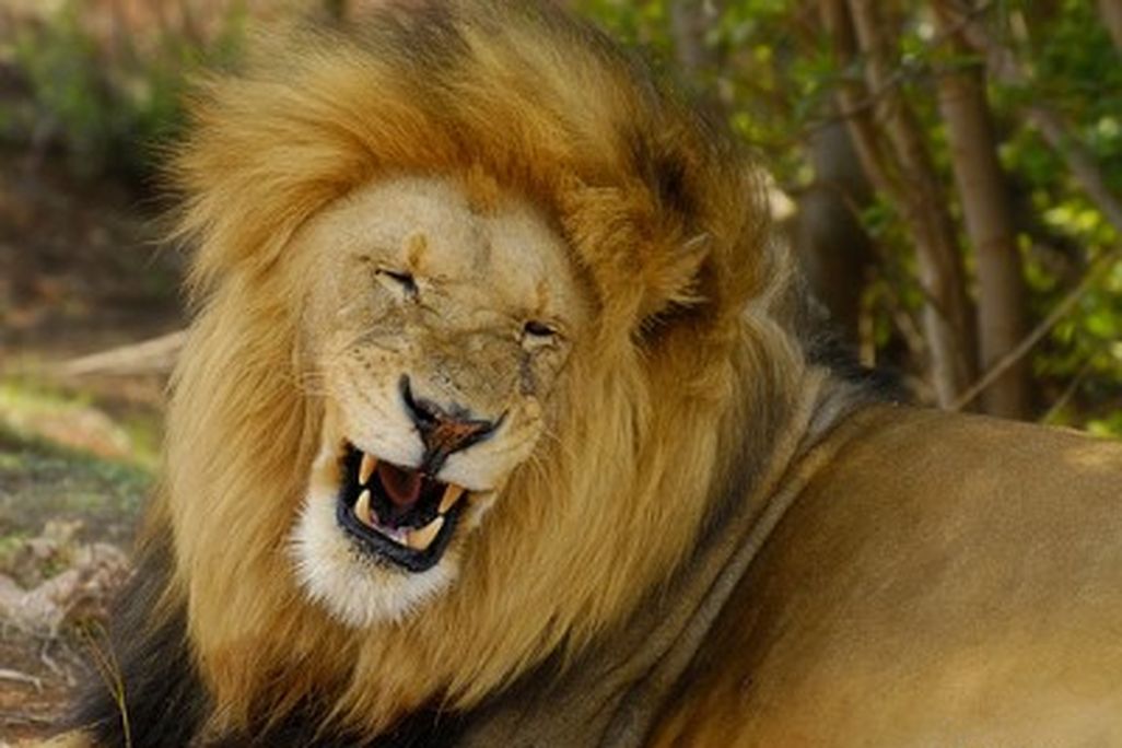 20110520090136lion-by-Martin_Helgan_4124388945_d9a71ed39c-400x300.jpg