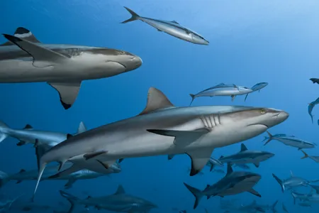 A group of grey reef sharks and blacktip reef sharks at La Vall&eacute;e Blanche in French Polynesia in 2018.