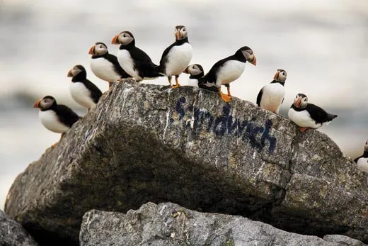 Photographing Atlantic Puffins in Iceland