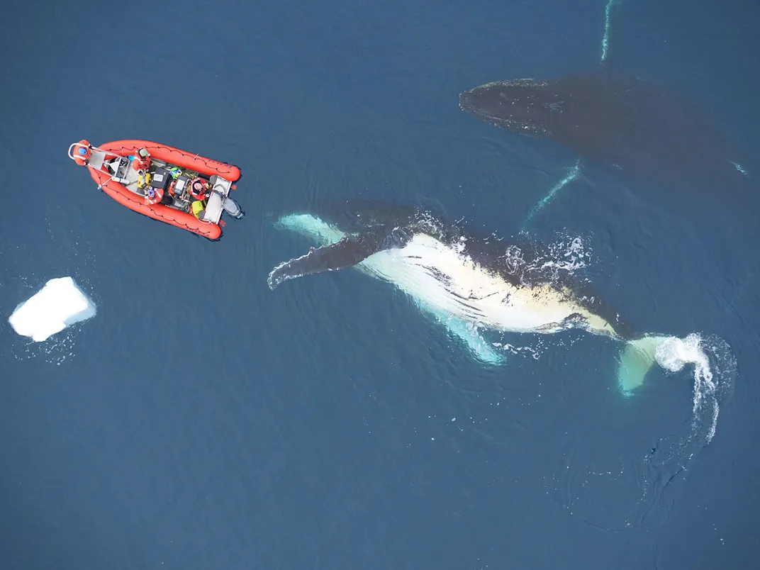 Scientists Study Whales From a Boat
