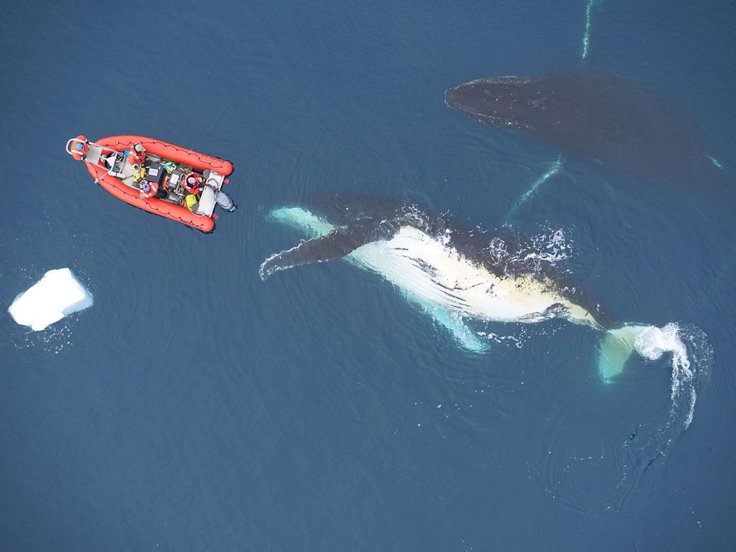 Some Whales Can Eat Upwards of 16 Tons of Tiny Shrimp a Day