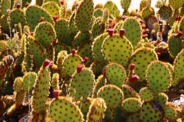 The growing cactus thumbnail