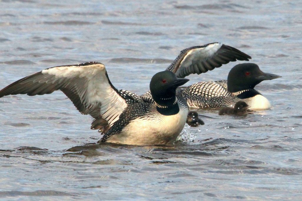 A black and white bird floating on water with wings outstretched next to two chicks and another black and white bird