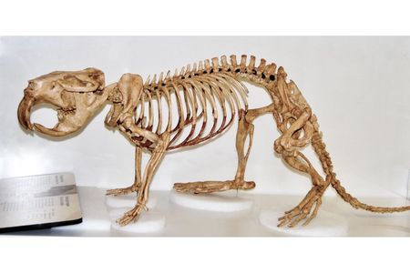 Unlike modern beavers, which use their sharp-edged teeth to chop up trees and build dams, mega-sized ones were unable to alter their environment to fit their needs