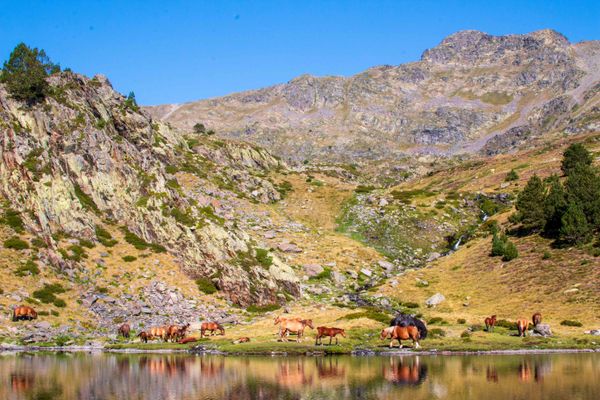 Horses in Angonella Valley thumbnail