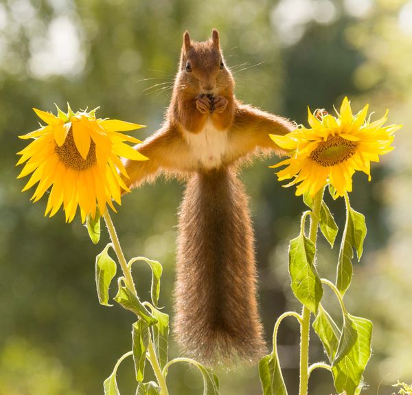 A red squirrel in a split between sunflowers thumbnail