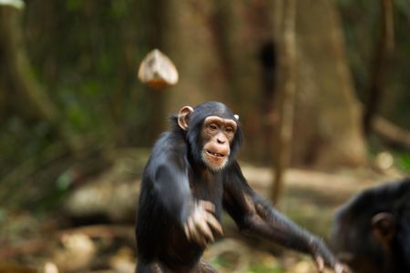 In this image, a chimp throws a rock at another chimp. But in West Africa, scientists think the animals may also ritualistically throw stones at hollow trees. 
