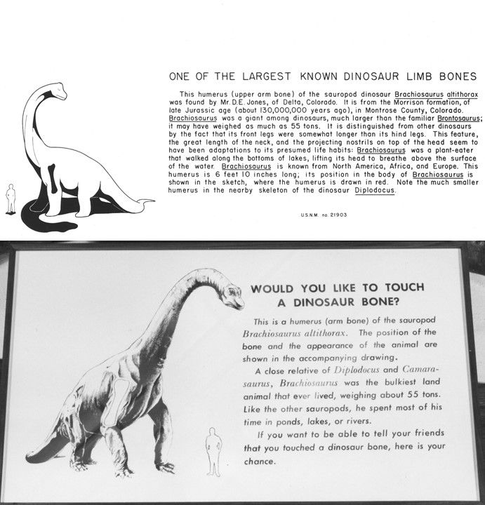 Black and white exhibit labels describing a sauropod humerous bone on display in the Smithsonian's fossil hall in the 1930s and 1960s.