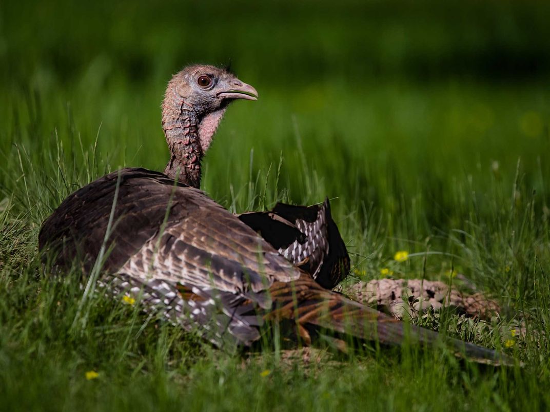 Turkey Soaking Up Sun