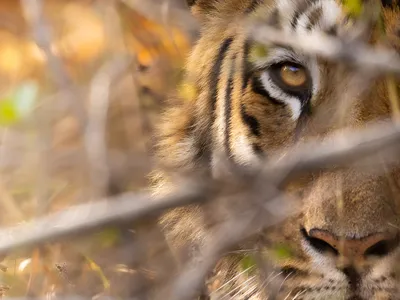 Feast on 15 Ferocious Tiger Photos From the Smithsonian Photo Contest image