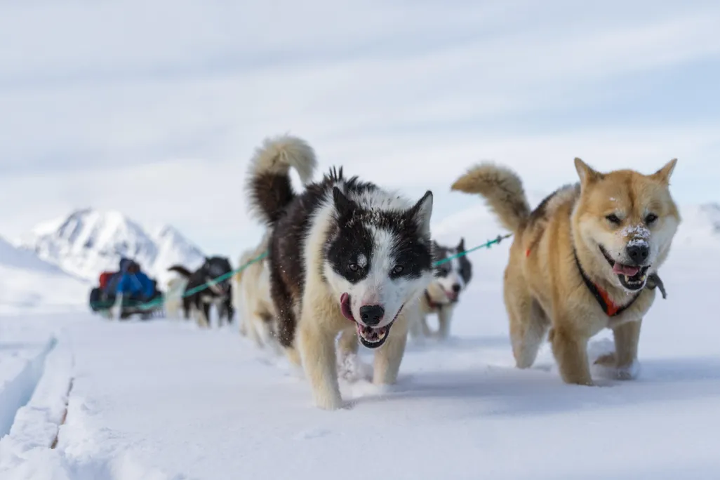 Greenland sled dogs