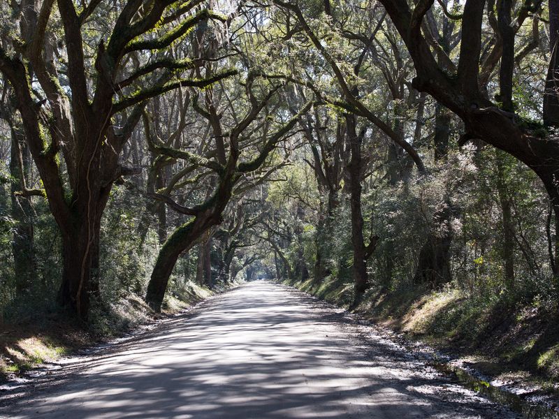 Botany Bay Plantation Smithsonian Photo Contest Smithsonian Magazine
