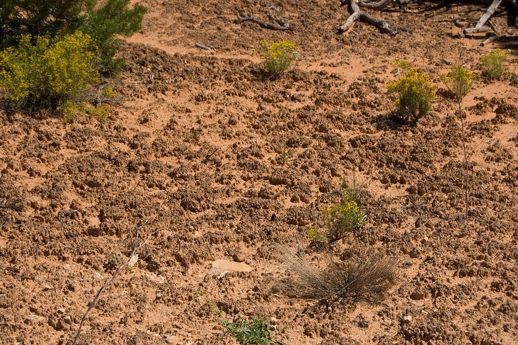 Cryptobiotic Soil