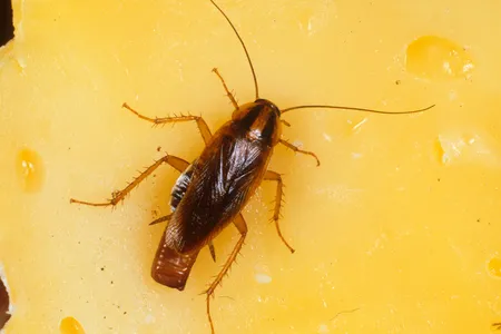 A German cockroach in a moment of solitude.