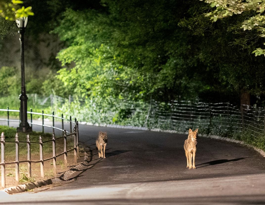 Coyotes Romeo and Juliet on a Path