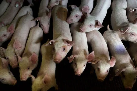 The epidemic claimed the lives of some 8 million pigs by spring of 2014.