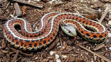 A friendly garter snake