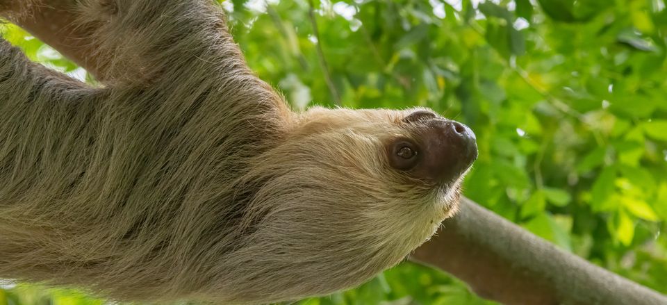  A sloth at the Smithsonian Tropical Research Institute's Punta Calebra Nature Center. Credit: Steve Paton 