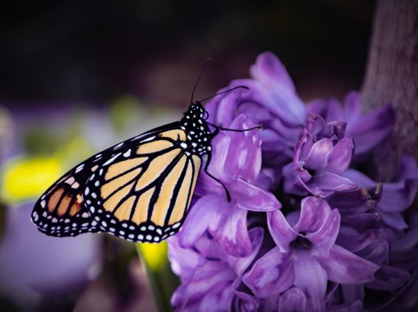 The monarch butterfly thumbnail