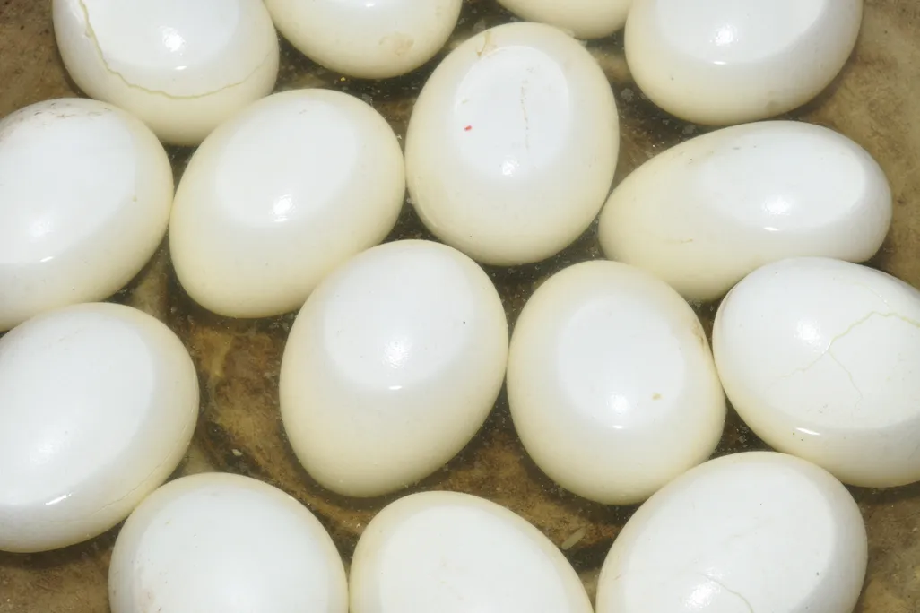 egg