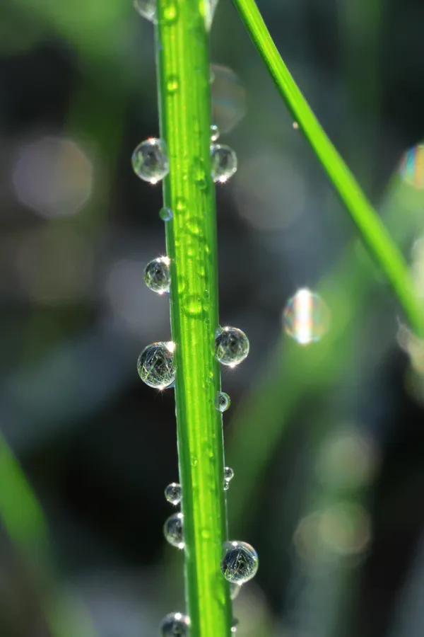 Dew covered grass blade thumbnail