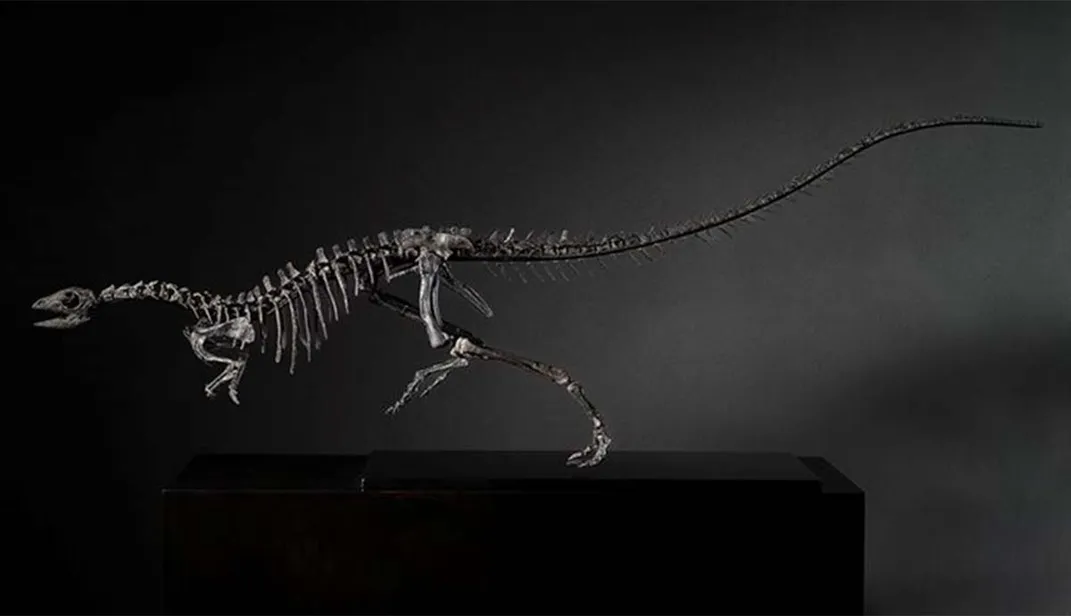 Mounted dinosaur skeleton