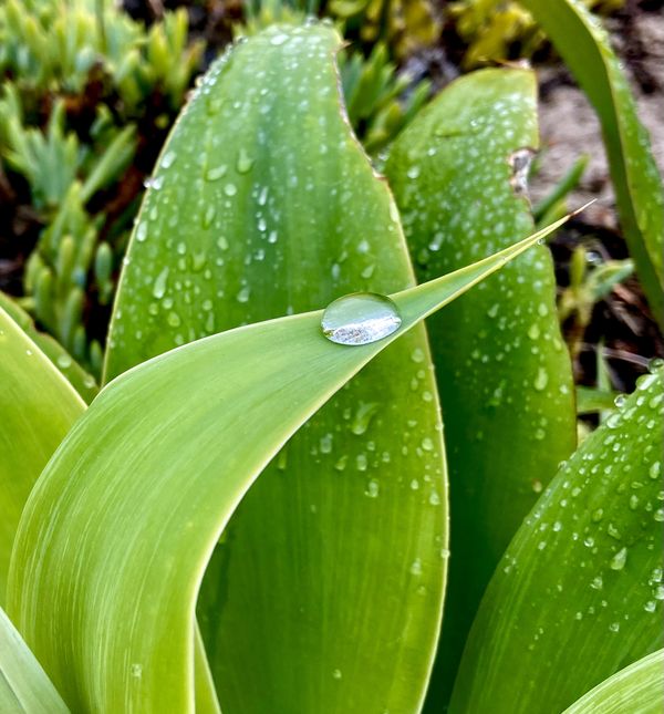 Droplets on Succulent Leaves thumbnail
