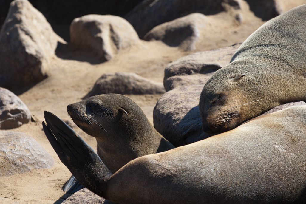seal