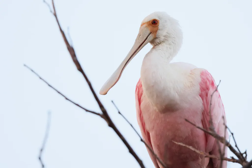 Large white and pink bird