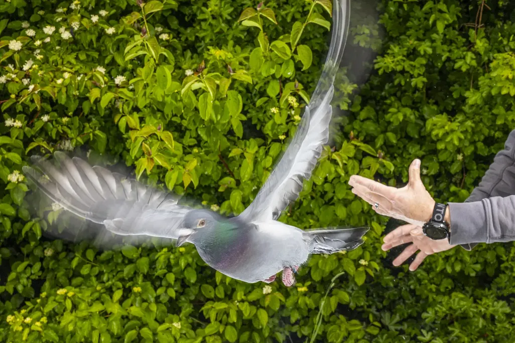 A pigeon being released into the air by a pair of human hands