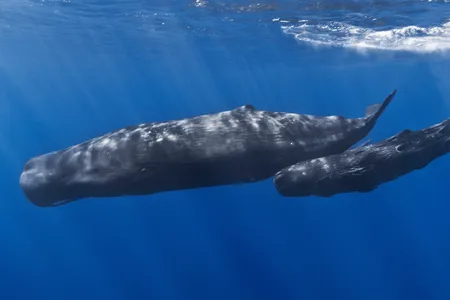 Sperm whales seem to communicate differently in the presence of underwater shipping sounds.