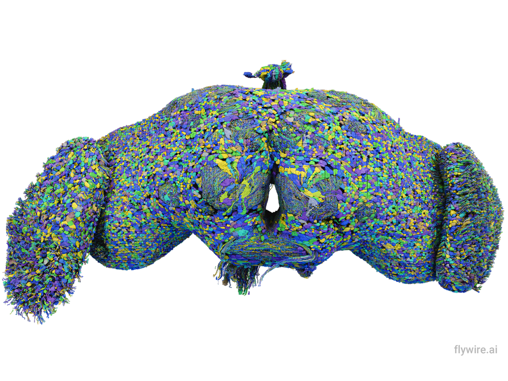 All 139,255 brain cells in the brain of an adult fruit fly
