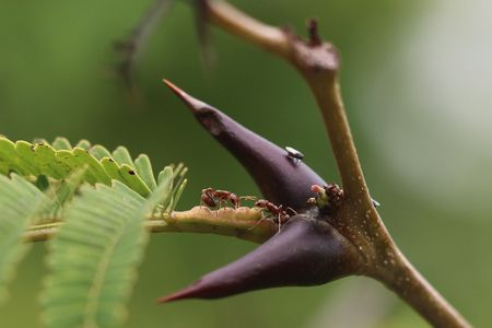 Pseudomyrmex_spinicola copy