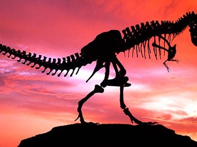 Silhouette of the Tyrannosaurus called Stan. This "tyrant lizard king," was excavated and prepared by the Black Hills Institute.