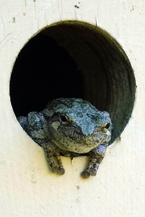 interloper thumbnail