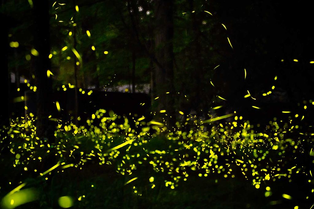 Fireflies