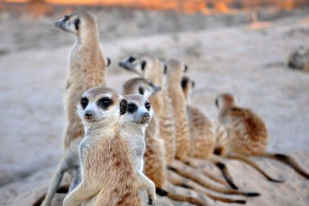 In meerkat society, social rank is determined by size. New research shows that meerkats engage in competitive eating to stay on top.