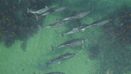 In a First, Scientists Use Drones to Detect Pregnant Dolphins