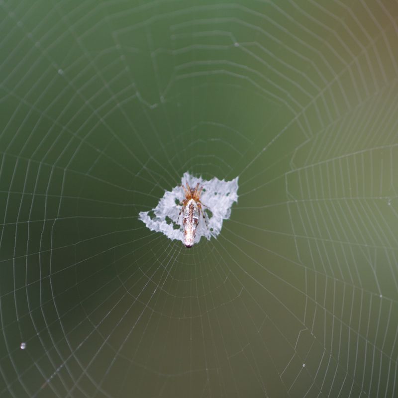 This spider web is strong enough for a bird to sit on, a scientific first