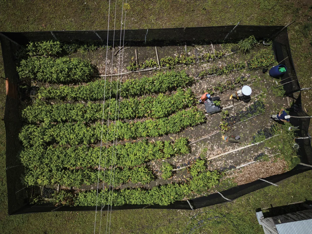 The growing and grafting nursery