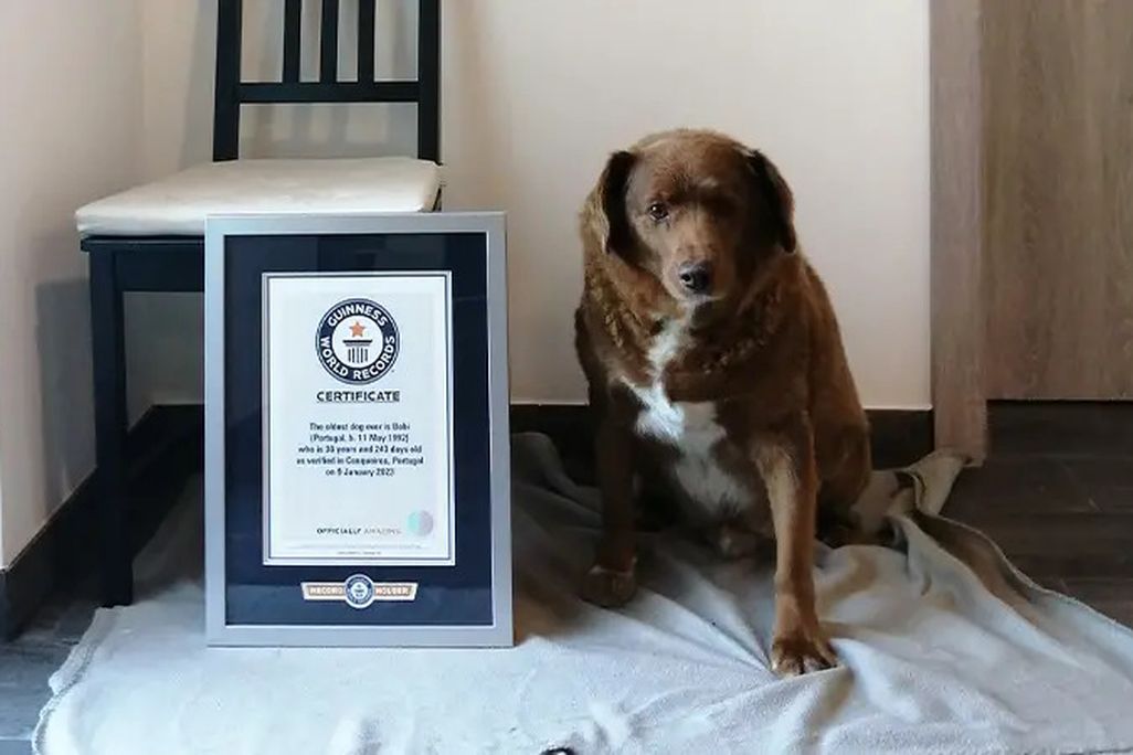 Brown dog with a Guinness World Record certificate