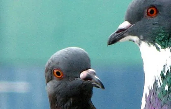 20121218030050pigeons-conversing1.jpg