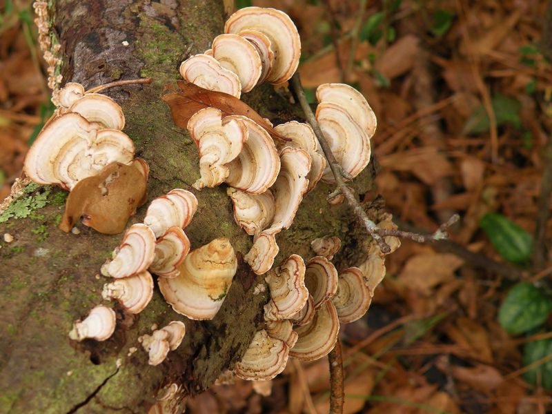 Fungus on Log Smithsonian Photo Contest Smithsonian Magazine