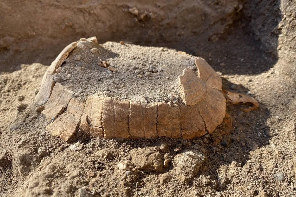 Remains of ancient tortoise at Pompeii