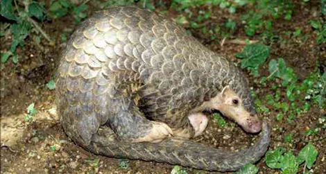 pangolin