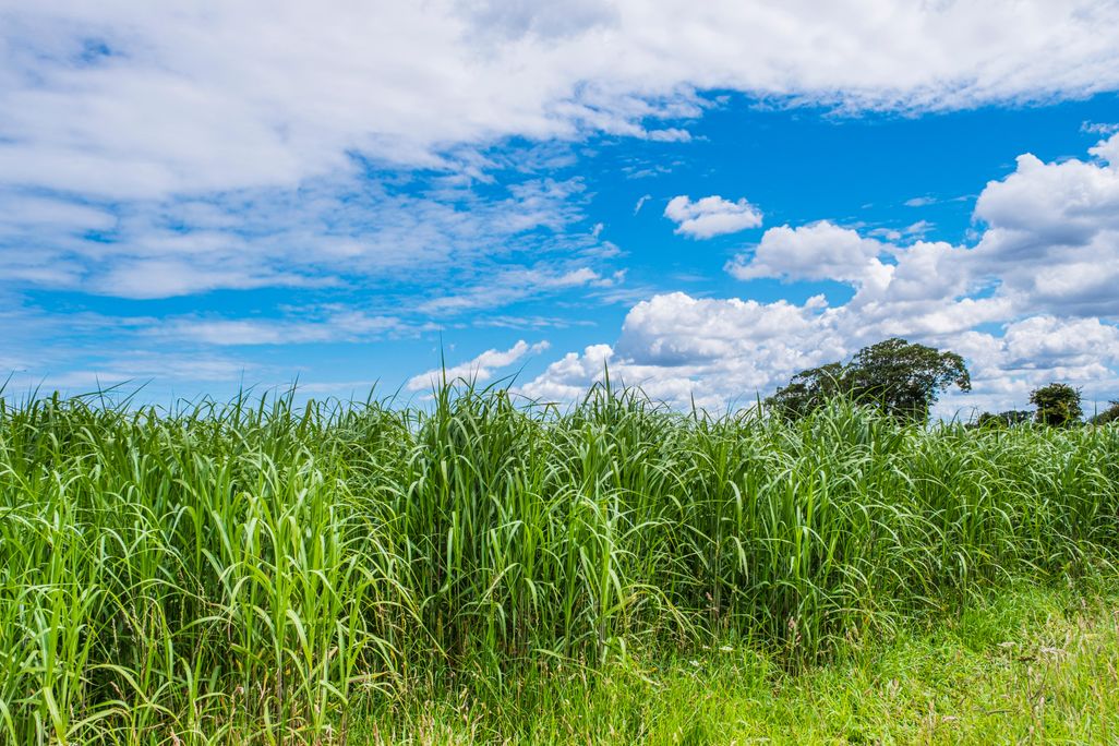 Miscanthus grass