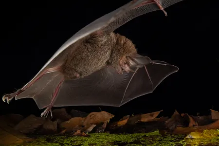 Scientists found that fringe-lipped bats have a roughly 50 percent success rate when trying to capture prey.